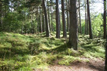 forêt