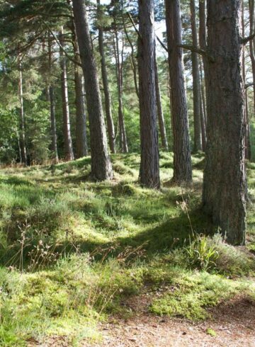 forêt