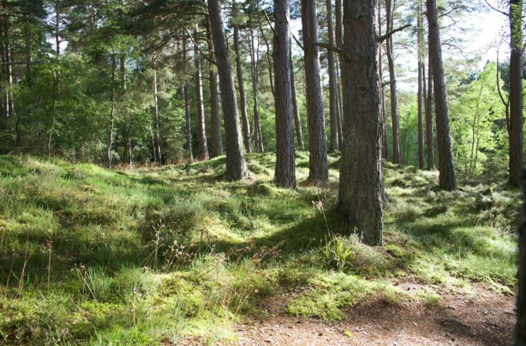 forêt