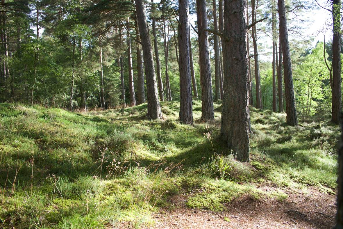 forêt
