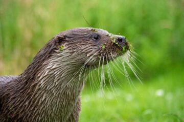 Loutre d'europe