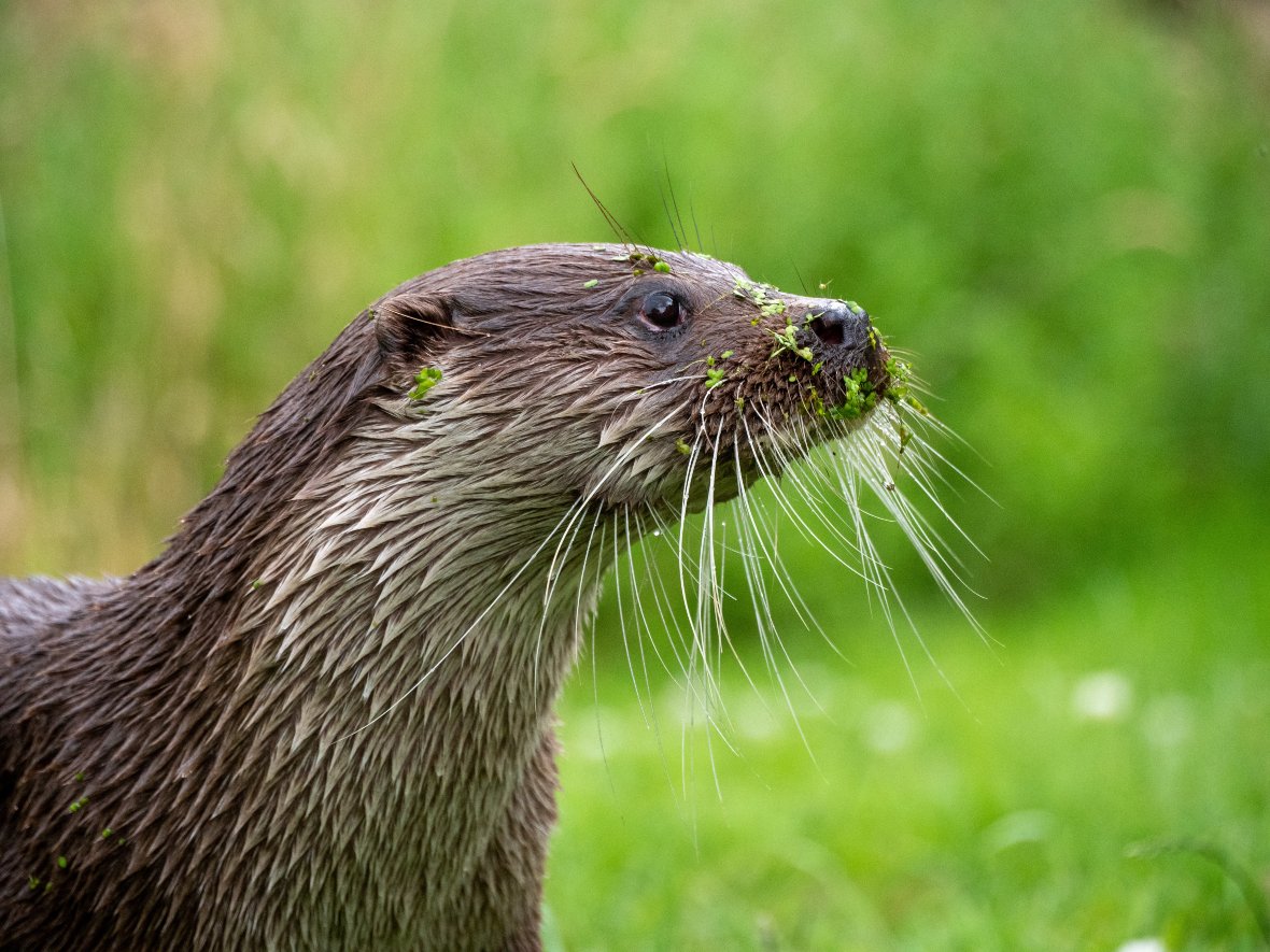 Loutre d'europe