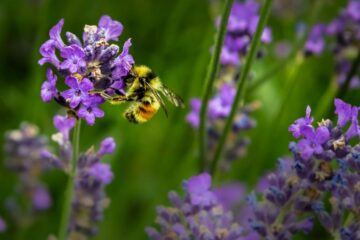insectes pollinisateurs