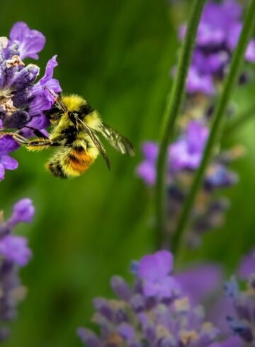 insectes pollinisateurs