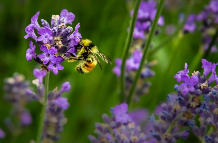 insectes pollinisateurs