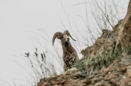 mouflon