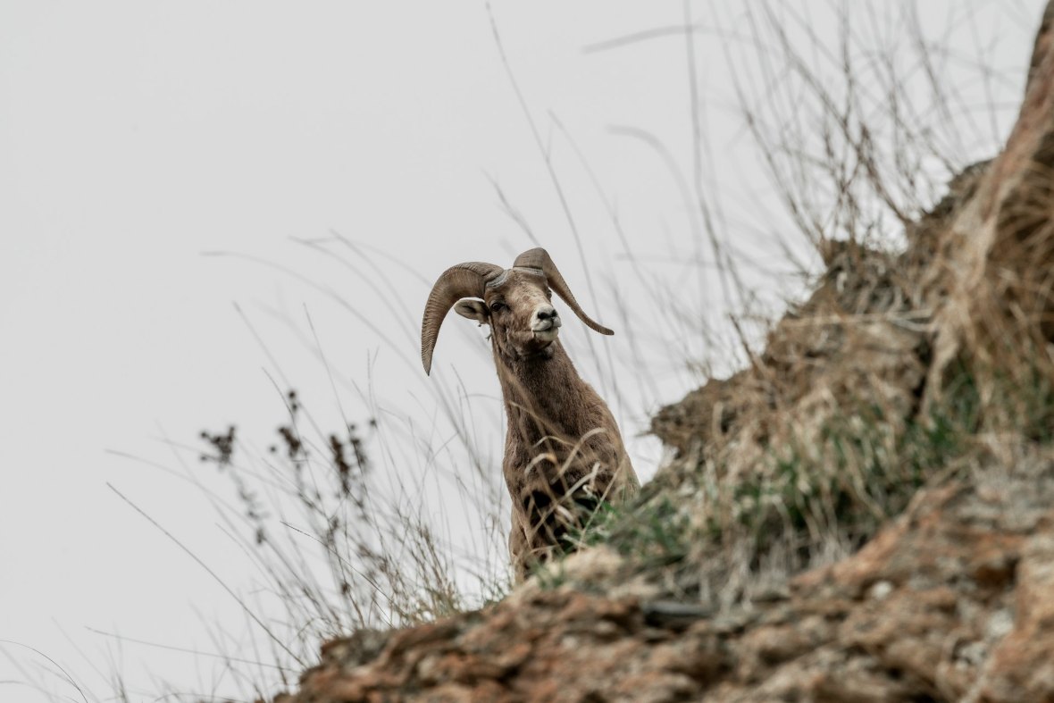 mouflon
