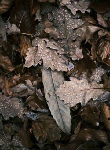 Des feuilles de chênes