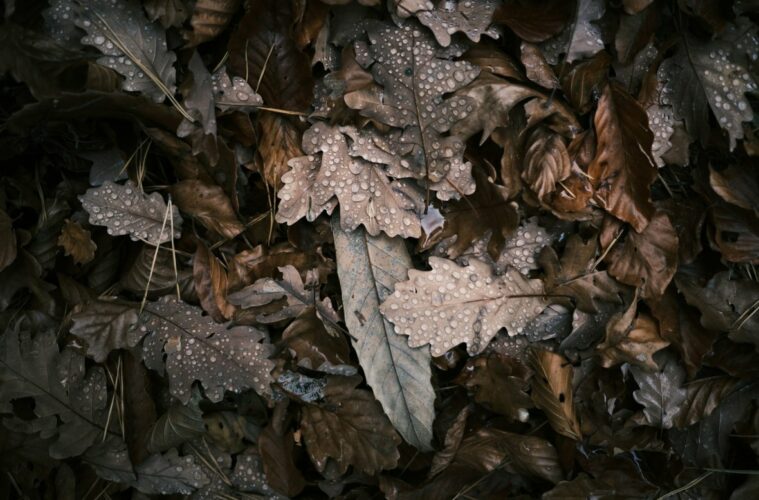 Des feuilles de chênes