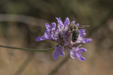 abeille noire