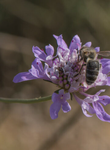 abeille noire