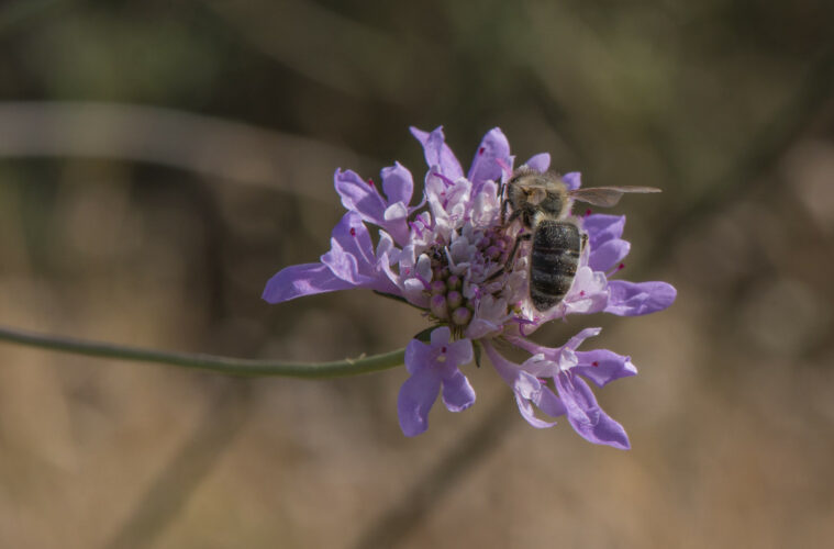 abeille noire