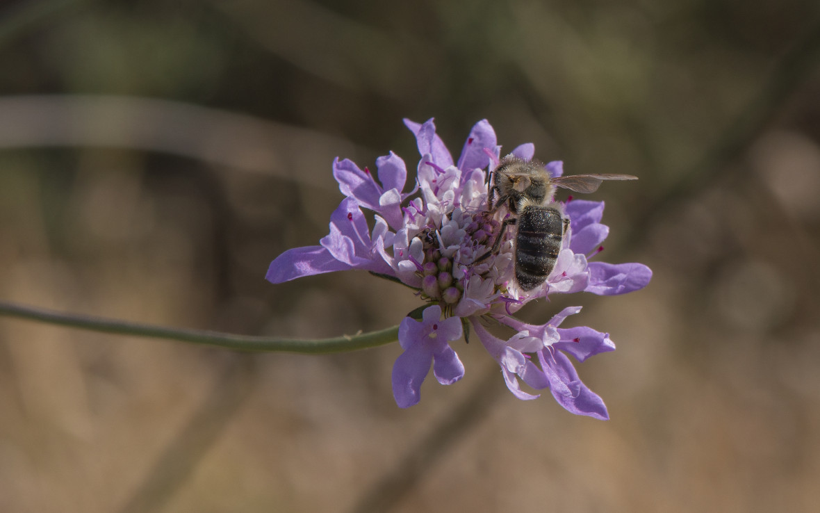 abeille noire