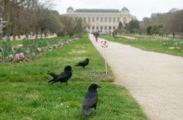 les corneilles parisiennes