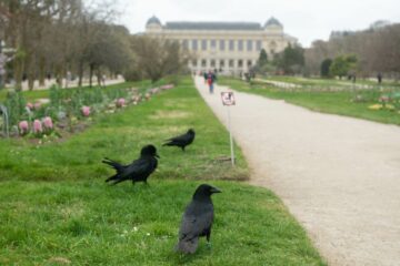 les corneilles parisiennes