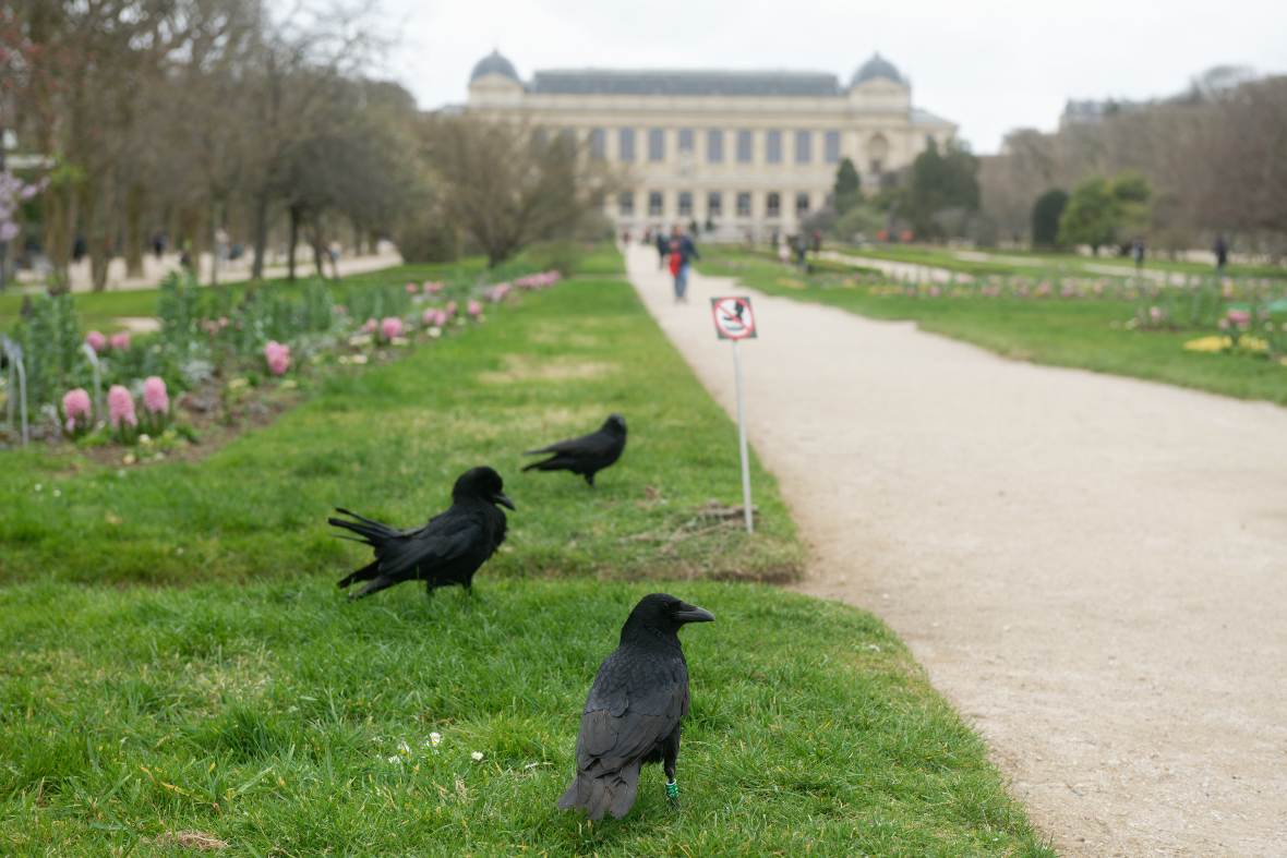 les corneilles parisiennes
