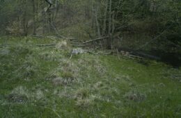 loup en roumanie