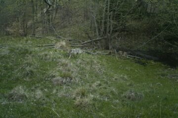loup en roumanie