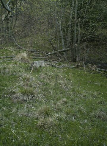 loup en roumanie