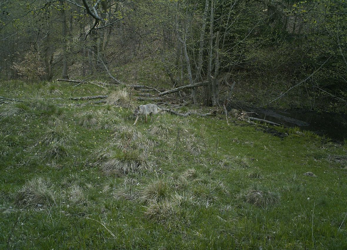 loup en roumanie