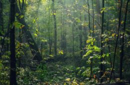 forêt : se retirer