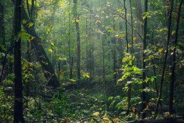 forêt : se retirer