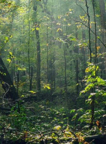 forêt : se retirer