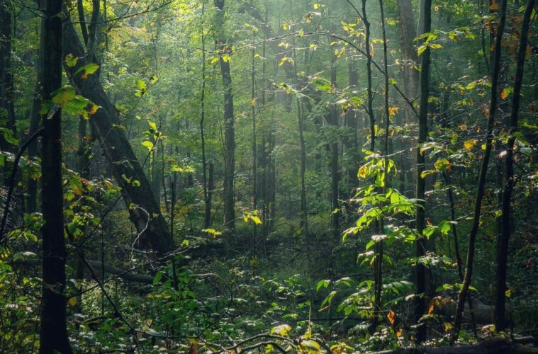 forêt : se retirer