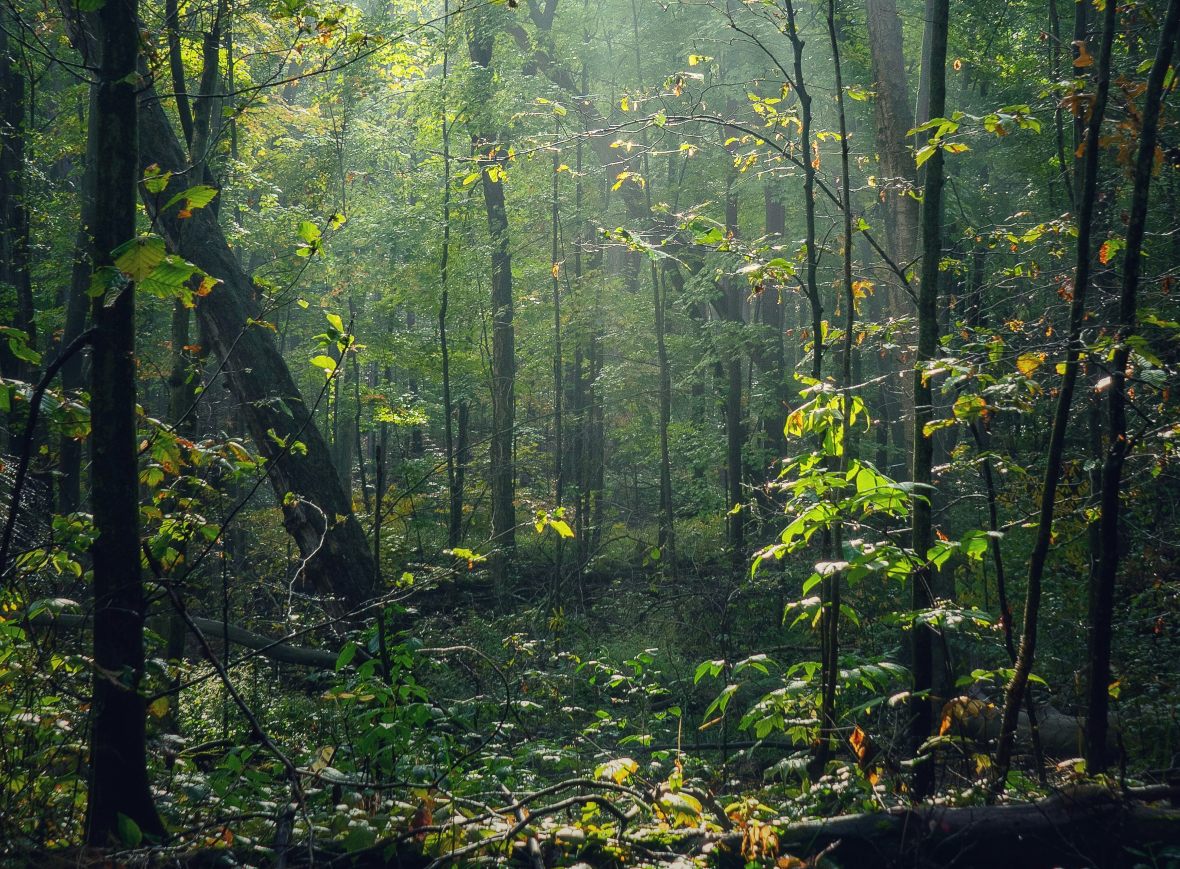 forêt : se retirer