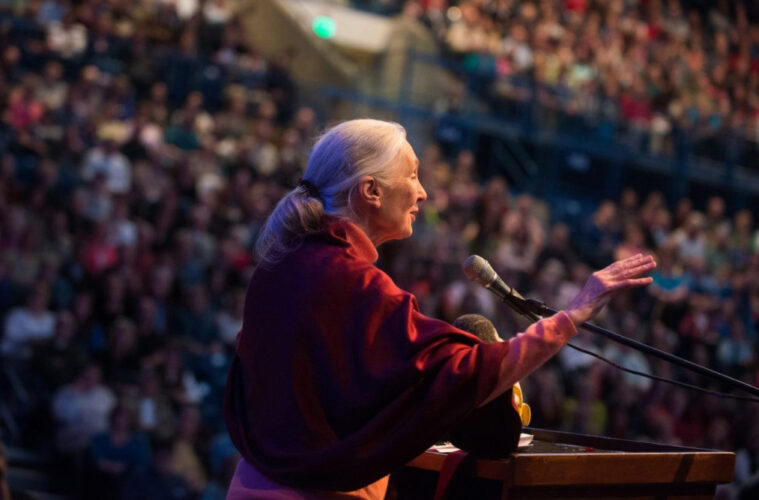 Jane Goodall