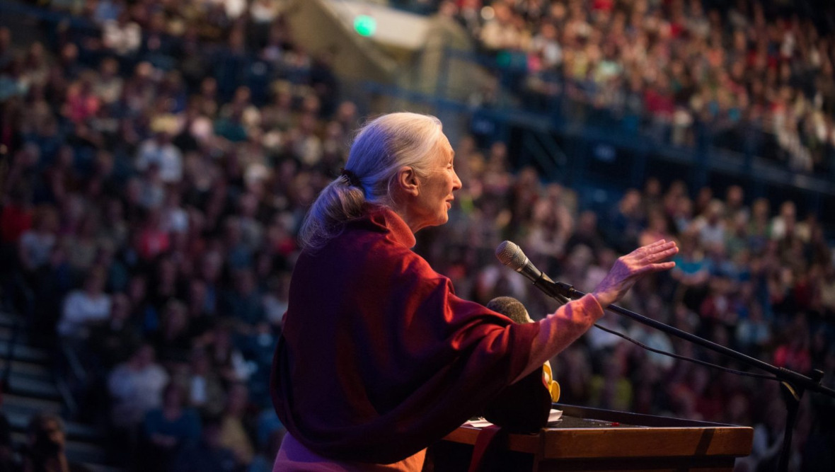 Jane Goodall