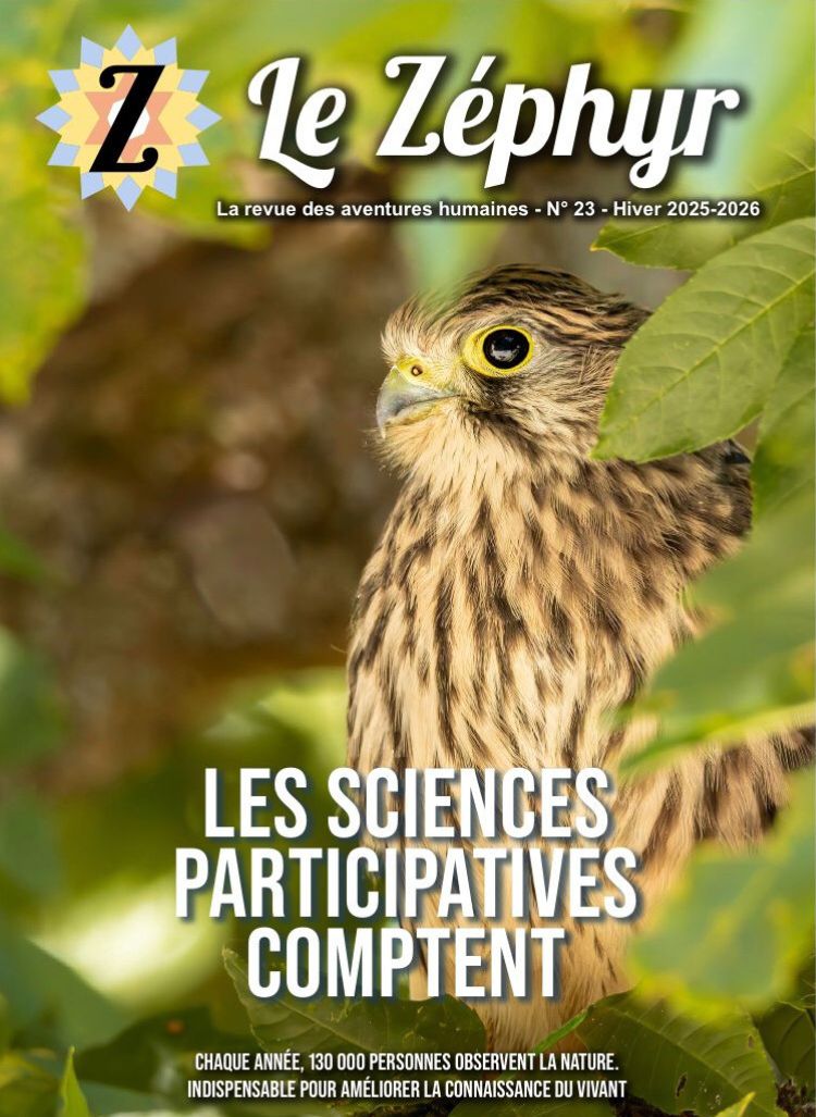 le zéphyr 23 faucon crécerelle