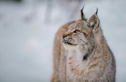 Lynx