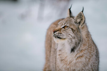 Lynx