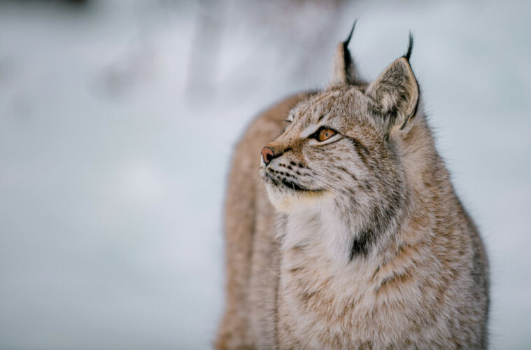 Lynx