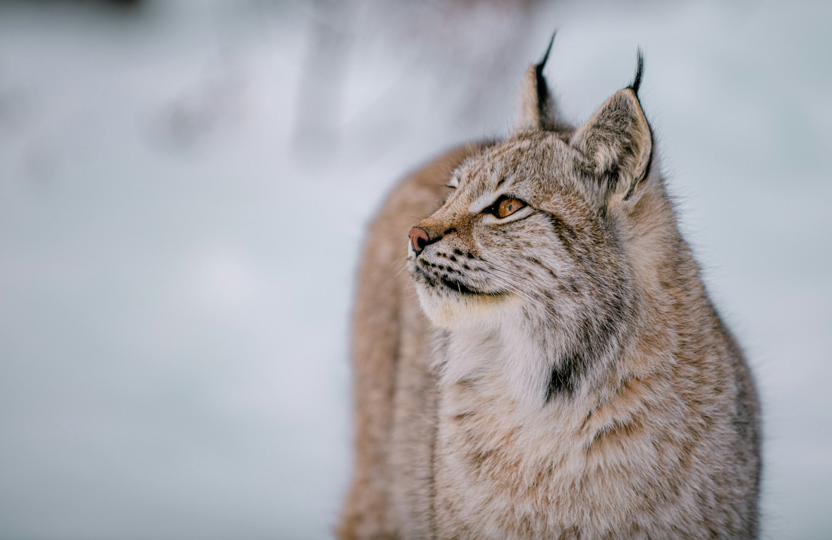Lynx