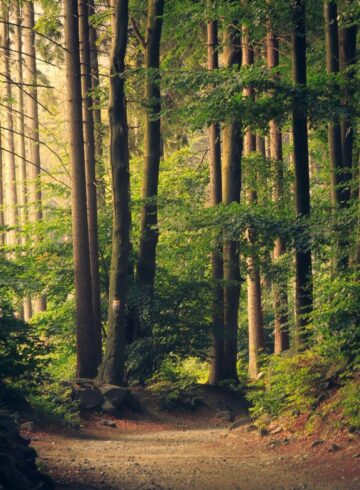 Forêts en vie