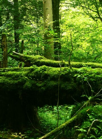 forêt de bialowieza