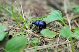 Insecte coléoptère