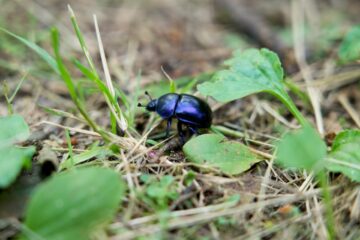 Insecte coléoptère