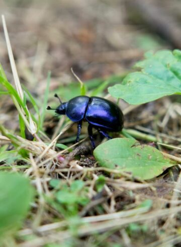 Insecte coléoptère