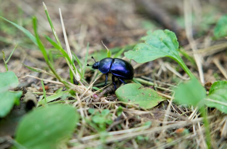 Insecte coléoptère