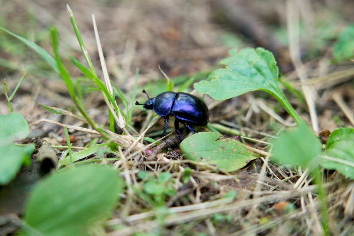 Insecte coléoptère