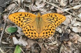 tabac d'espagne haute loire