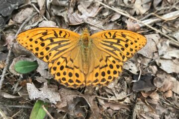 tabac d'espagne haute loire