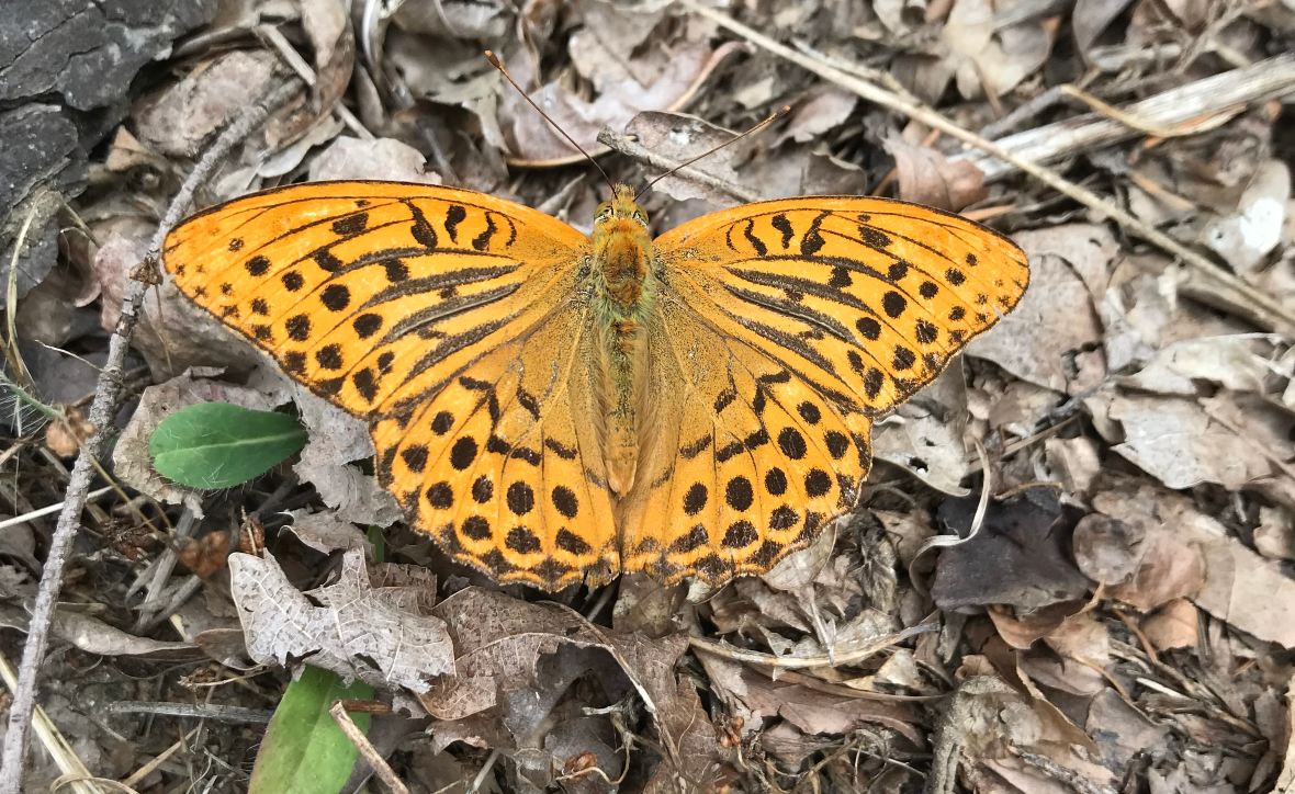 tabac d'espagne haute loire