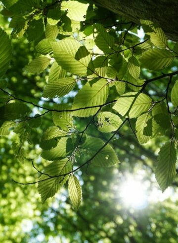 arbre