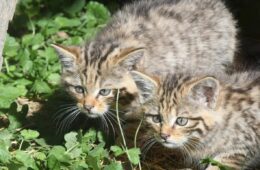chats forestiers