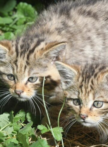 chats forestiers