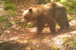 ours pyrénées